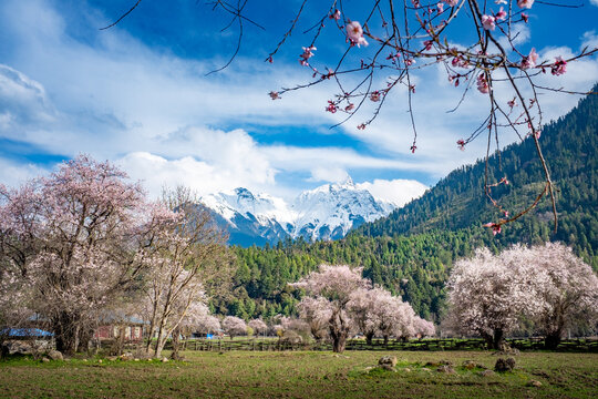 Peach blossoms in full bloom with snow-capped mountains, Bomi, Nyingchi, Xizang