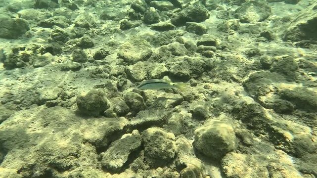 A Close-up View of a Goldband Goatfish in Its Natural Habitat, Bozburun