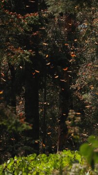 Thousands of monarch butterflies gather in Mexico, covering trees in glowing orange at sunset. Wings flutter as they rise into the warm air, drift back to leaves shimmer like living light in migration