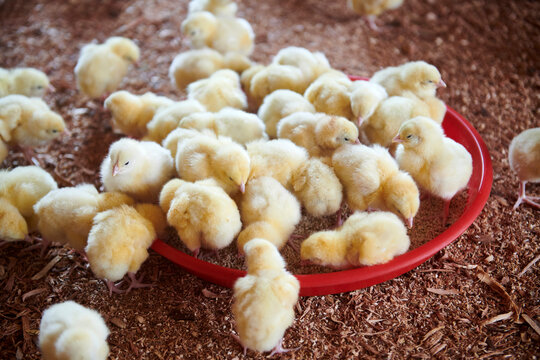broiler chickens in the poultry house