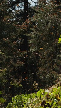 Thousands of monarch butterflies gather in Mexico, covering trees in glowing orange at sunset. Wings flutter as they rise into the warm air, drift back to leaves shimmer like living light in migration