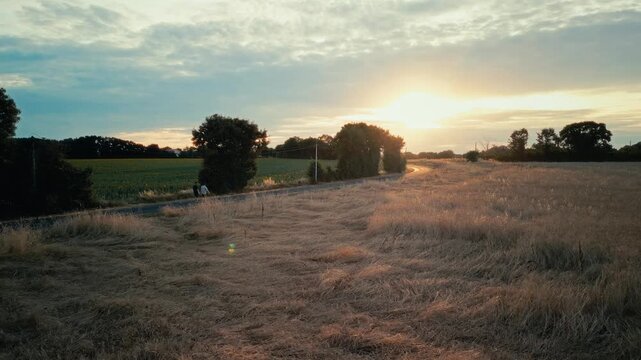 Aerial drone shot of rural road crossing wheat fields at sunset