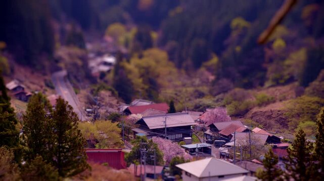 桜の名所で桜をとる人のタイムラプス。村がにぎわってきた。