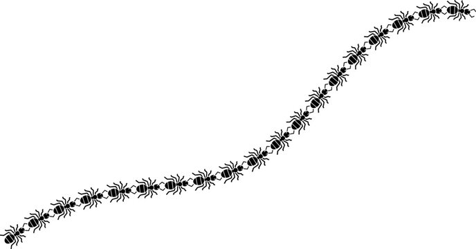 black ants marching in a curved line or trail formation isolated on white background vector art