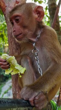 Vertical video. Monkey chained to tree eating food in jungle environment with visible restraint and close view, Animal Abuse and Captivity