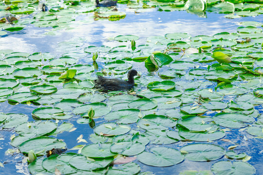 Eurasian coot Fulica atra swimming in a natural pond with Nymphaea water lilies. Aquatic bird