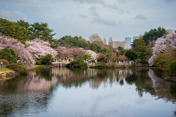 Fototapeta premium Panoramic View of Tokyo Park with Sakura Trees Reflected in Water