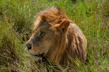 Männlicher Löwe wartet in hohem Gras und beobachtet die Umgebung © Andreas Schuepbach