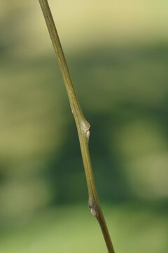 Weeping Japanese pagoda tree branch with winter buds - Latin name - Sophora japonica pendula