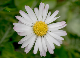 Fototapeta premium Close-up of common daisy (Bellis perennis) with white petals and yellow center in natural grass habitat.