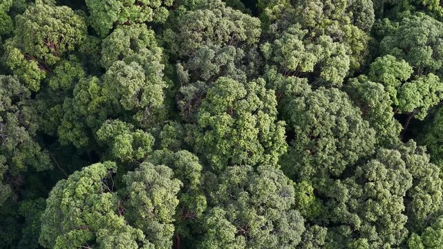 Drone footage showing dense tropical forest canopy from above with layered tree crowns and foliage