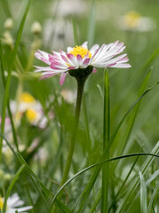 Low angle view of common daisy (Bellis perennis) growing in grass with soft blurred background. © paulmalaianu
