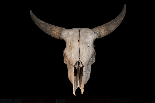 Longhorn steer skull with black background