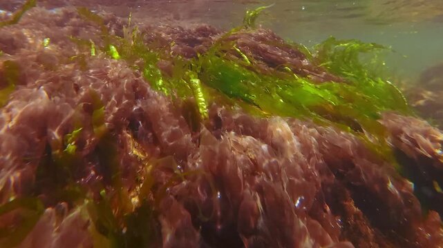 Close-up of green algae Sea Lettuce, Ulva intestinalis and Porphyra red seaweed swaying in current below surface in surf zone. Natural algae landscape in intertidal zone (littoral zone).