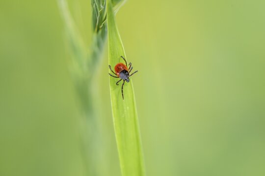 Female tick, Castor Bean Tick (Ixodes ricinus) lurks on a blade of grass, Bavaria, Germany