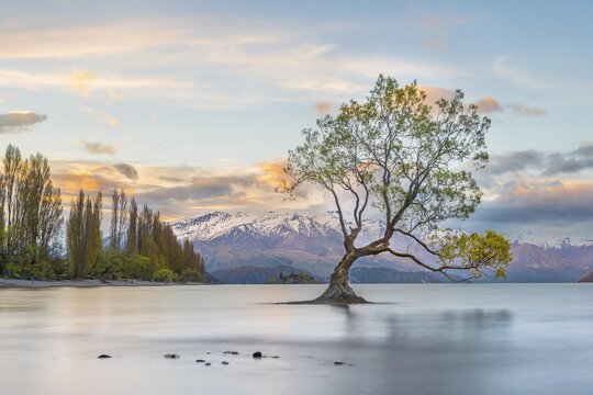 Sunrise, single tree standing in water, Lake Wanaka, The Wanaka Tree, Roys Bay, Otago, Southland, New Zealand