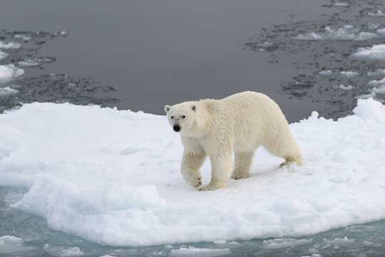 Polar Bear (Ursus maritimus) walking on pack ice, Spitsbergen Island, Svalbard Archipelago, Svalbard and Jan Mayen, Norway