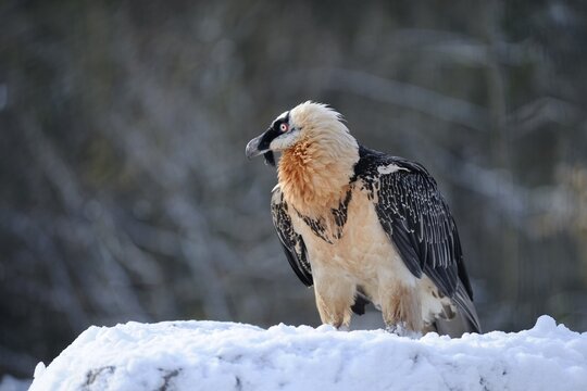 Lammergeier, Bearded Vulture (Gypaetus barbatus)