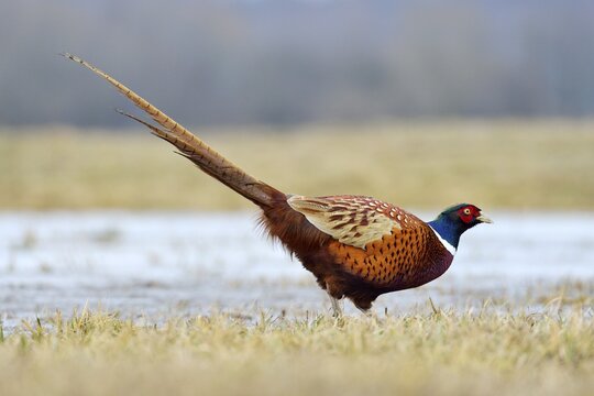 Common Pheasant (Phasianus colchicus), cock, Mazovia, Poland