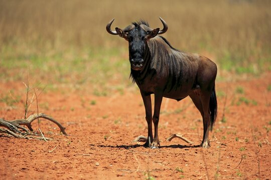 Blue Wildebeest (Connochaetes taurinus), adult, Tswalu Game Reserve, Kalahari Desert, North Cape, South Africa