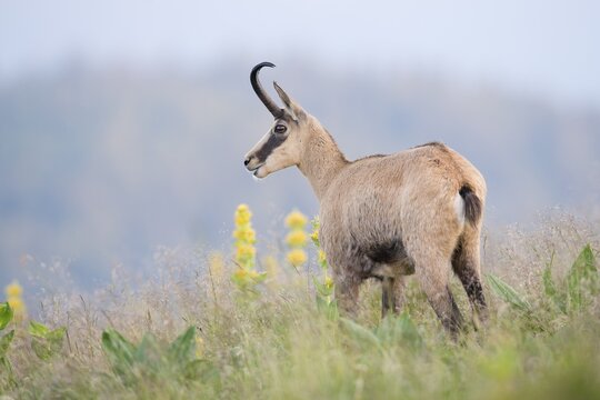 Chamois (Rupicapra rupicapra), Vosges, Alsace-Lorraine, France