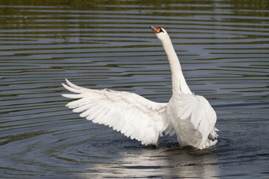 Mute Swan (Cygnus olor) spreading its wings, North Hesse, Hesse, Germany