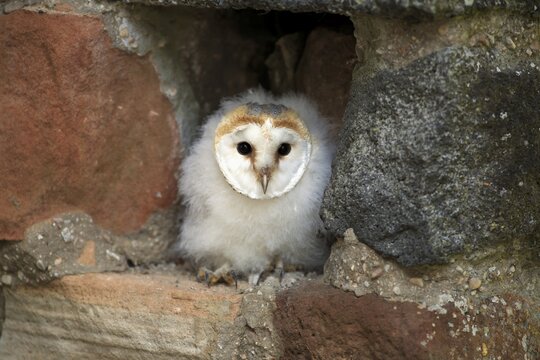 Common barn owl (Tyto alba), fledgling sitting in nesting hole, Kasselburg, Eifel, Germany