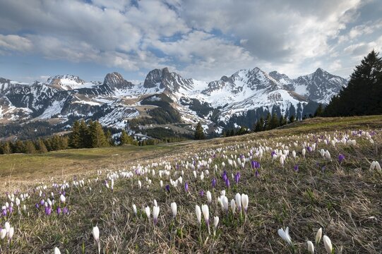 Blossoming crocus meadow near Gurnigelpass, Bernese Alps with N&uuml;nenenflue, Gantrisch, Berg Ochsen, Bernese Oberland, Canton Bern, Switzerland