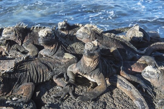 Marine Iguanas (Amblyrhynchus cristatus), Gal&aacute;pagos
