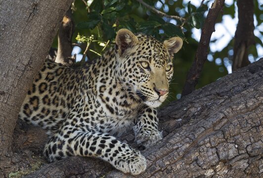Leopard (Panthera pardus), female, resting in a tree, Chobe National Park, Botswana
