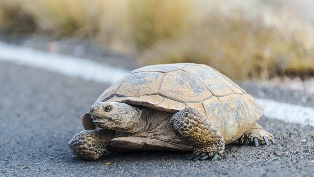 Desert tortoise (Gopherus agassizii) crossing the road, Valley of Fire State Park, Mojave Desert, Nevada, USA