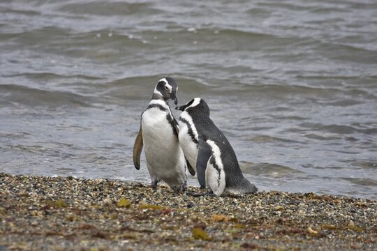 Magellan Penguins (Spheniscus magellanicus), Patagonia, Chile, South America