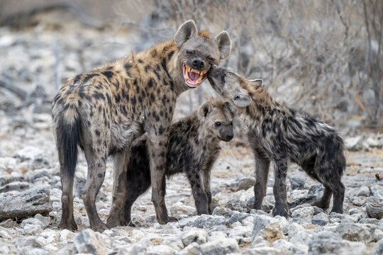 Spotted hyena or spotted hyena (Crocuta crocuta) with two young animals, Etosha National Park, Namibia