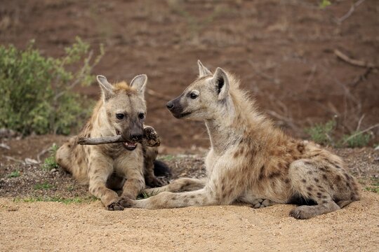 Spotted hyenas (Crocuta crocuta), two young animals with bones, Kruger National Park, South Africa
