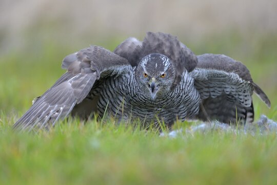 Goshawk (Accipiter gentilis), adult female covering the prey with her wings, Biosph&auml;rengebiet Schw&auml;bische Alb biosphere reserve, Baden-W&uuml;rttemberg, Germany