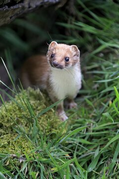 Ermine (Mustela erminea), adult, alert, Surrey, England, United Kingdom