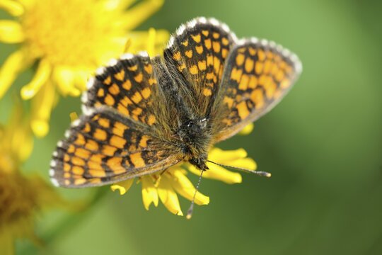 Fritillary (Melitaea athalia)