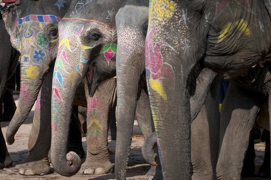 Painted elephants, Amer Fort, Amber Fort or Amber Palace, Jaipur, Rajasthan, India, Asia