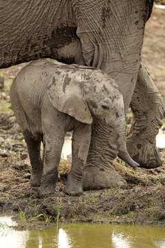 African elephant (Loxodonta africana), young animal leaning against elephant cow's feet, on the water, social behaviour, Sabi Sand Game Reserve, Kruger National Park, South Africa