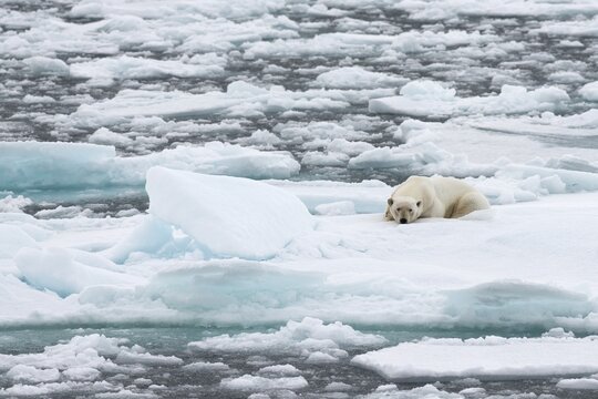 Polar Bear (Ursus maritimus), male lying on pack ice, Spitsbergen Island, Svalbard Archipelago, Svalbard and Jan Mayen, Norway