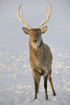 Sika deer (Cervus nippon), captive, Upper Austria, Austria