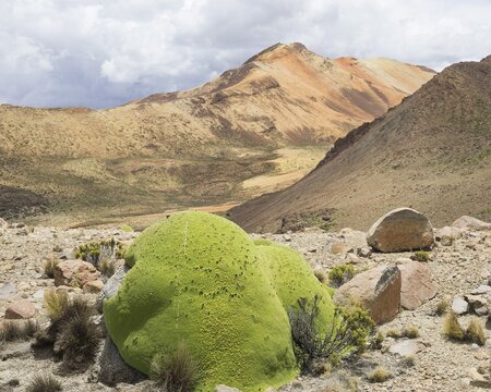 Yareta or Llareta cushion plant (Azorella compacta), Putre, Arica and Parinacota Region, Chile