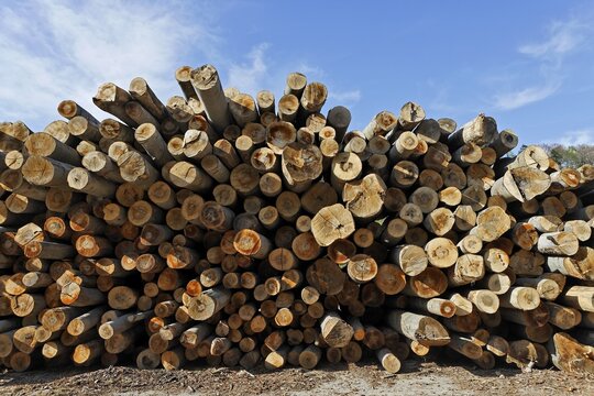 Woodpile, beech logs, Austria, Europe