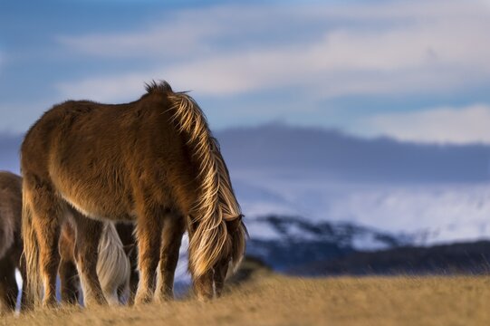 Icelandic horse, grazing in front of mountains, Vik, Iceland