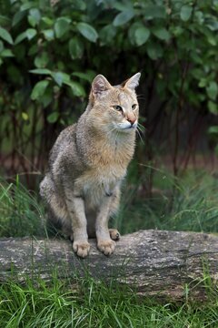 Jungle Cat (Felis chaus), adult, native to Asia, captive, England, United Kingdom