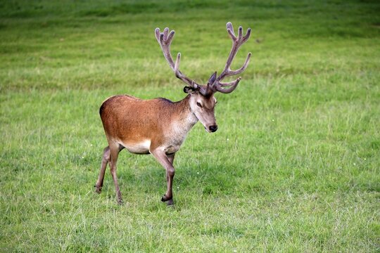 Red Deer (Cervus elaphus), adult male, stag, antlers in velvet, Surrey, England, United Kingdom