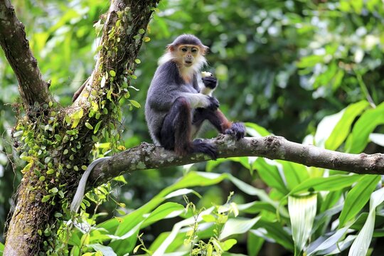 Douc Langur or Red-shanked Douc (Pygathrix nemaeus), subadult, on tree, feeding, Asia