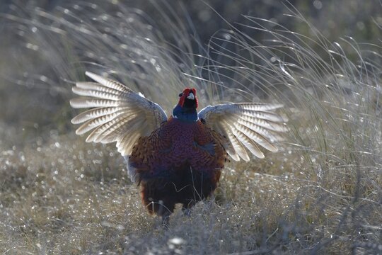 Common Pheasant (Phasianus colchicus), courting display, Duinen van Texel National Park, Texel, West Frisian Islands, province of North Holland, The Netherlands