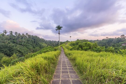 Paved path through tropical vegetation, Campuhan Ridge Walk, Bukit Campuhan, Tjampuhan's Holy Hills, Ubud, Bali, Indonesia