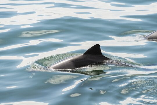 Dusky Dolphin (Lagenorhynchus obscurus) in Walvis Bay, Namibia